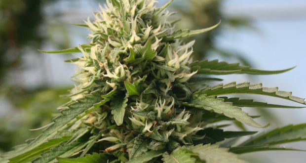 THC Flower for Inflammation: An All-Inclusive Manual