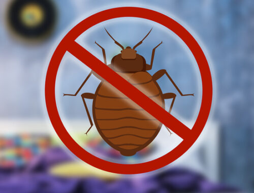 The Environmental Impact of Professional Bed Bug Exterminators